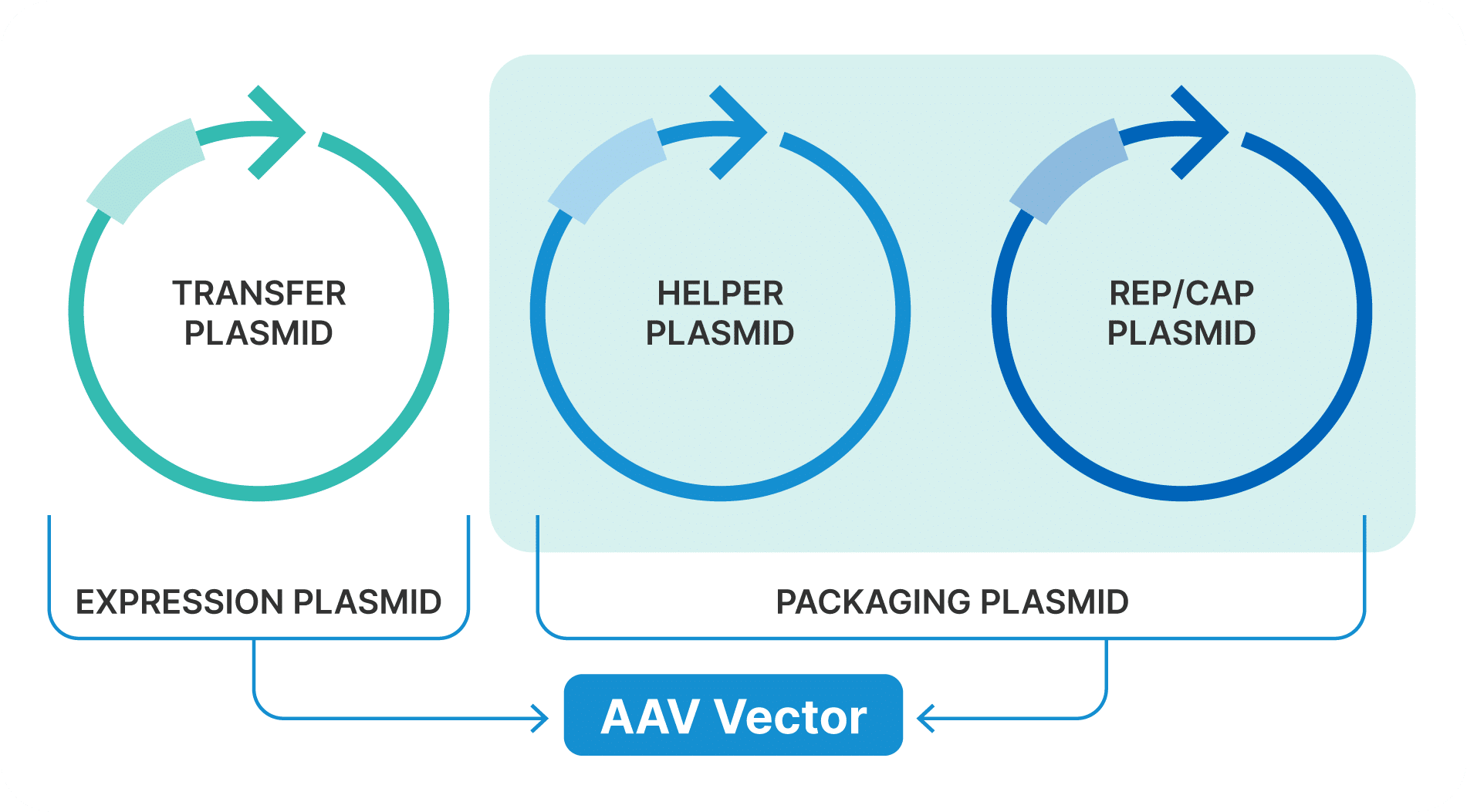 process AAV vector plasmids