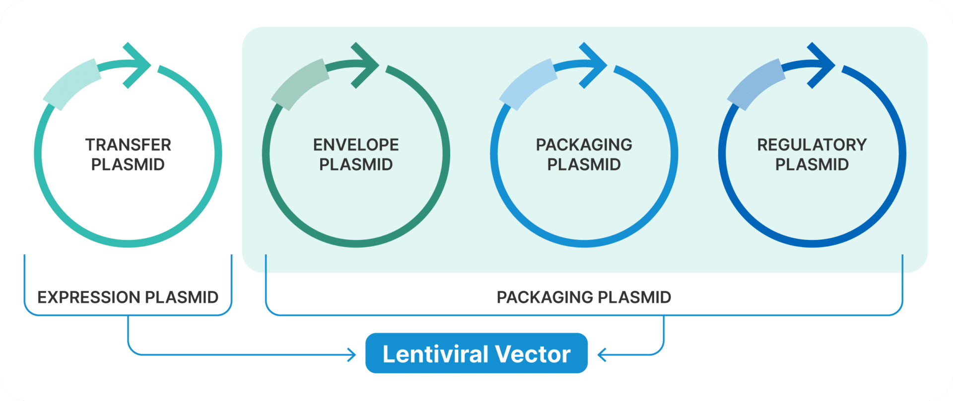 process plasmids lentivirus