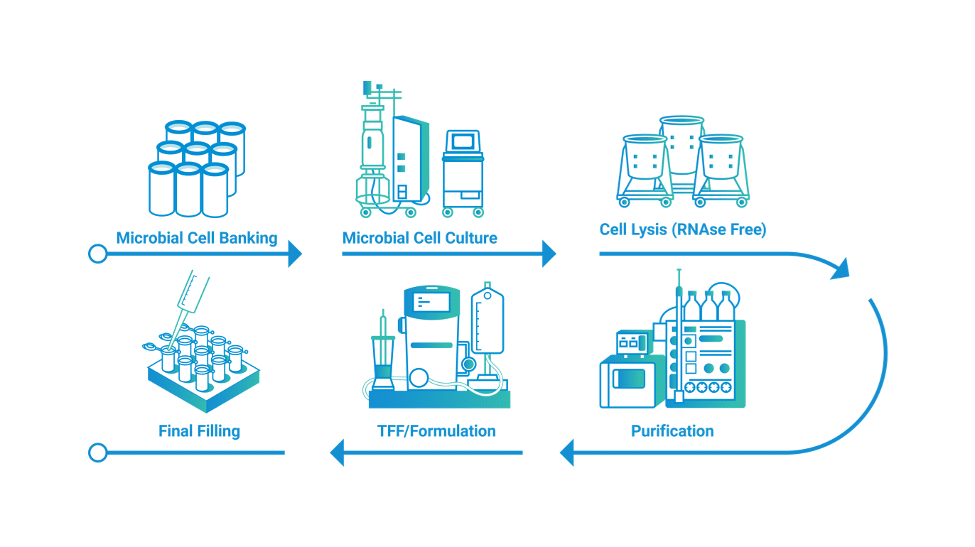 process plasmid dna manufacturing